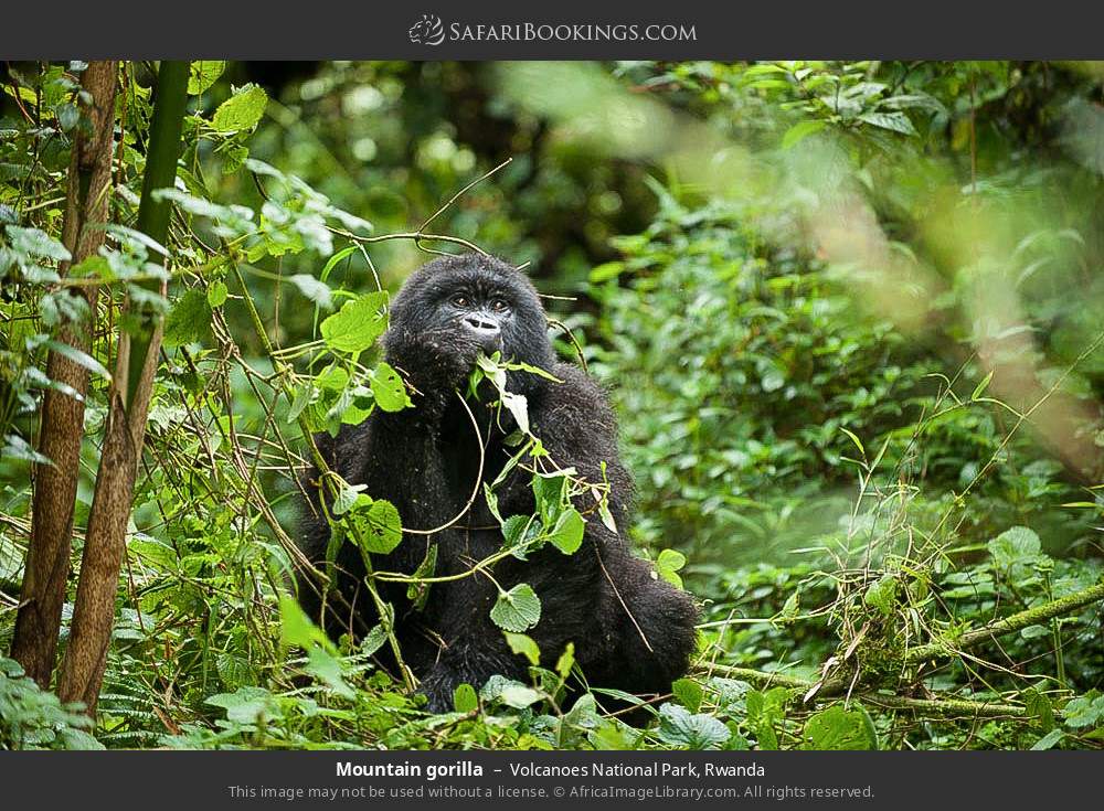 Mountain gorilla in Volcanoes National Park, Rwanda