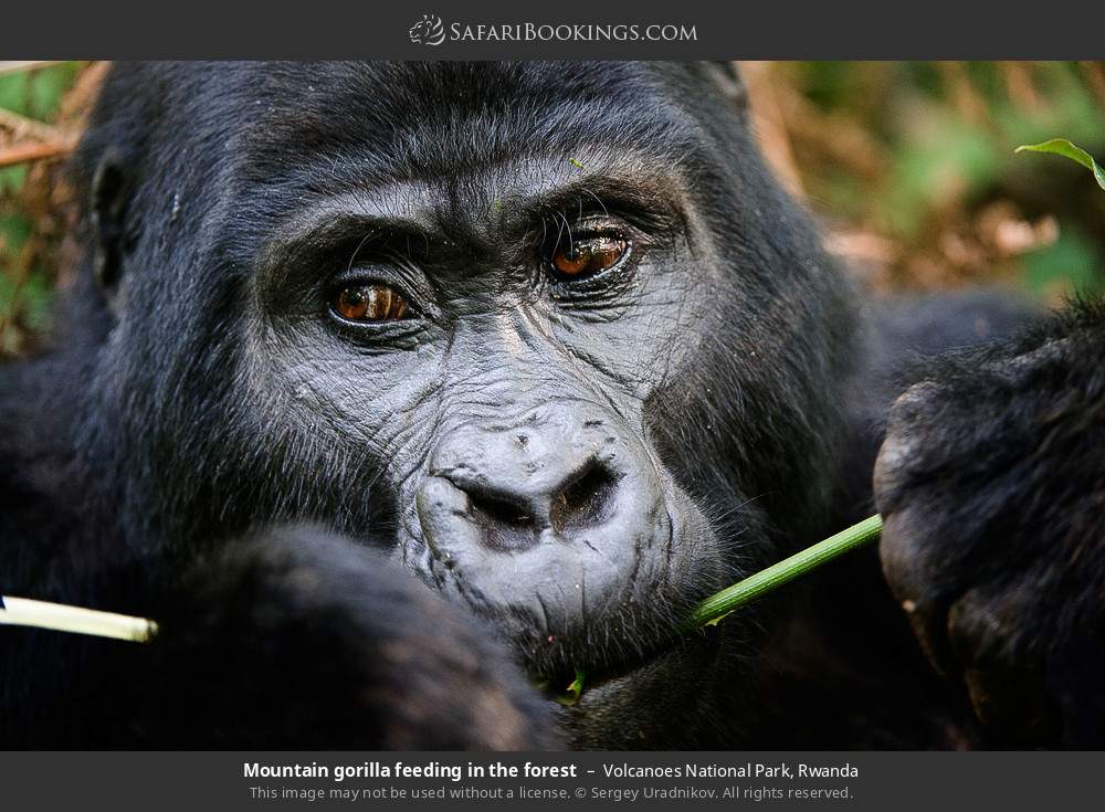 Mountain gorilla feeding in the forest in Volcanoes National Park, Rwanda