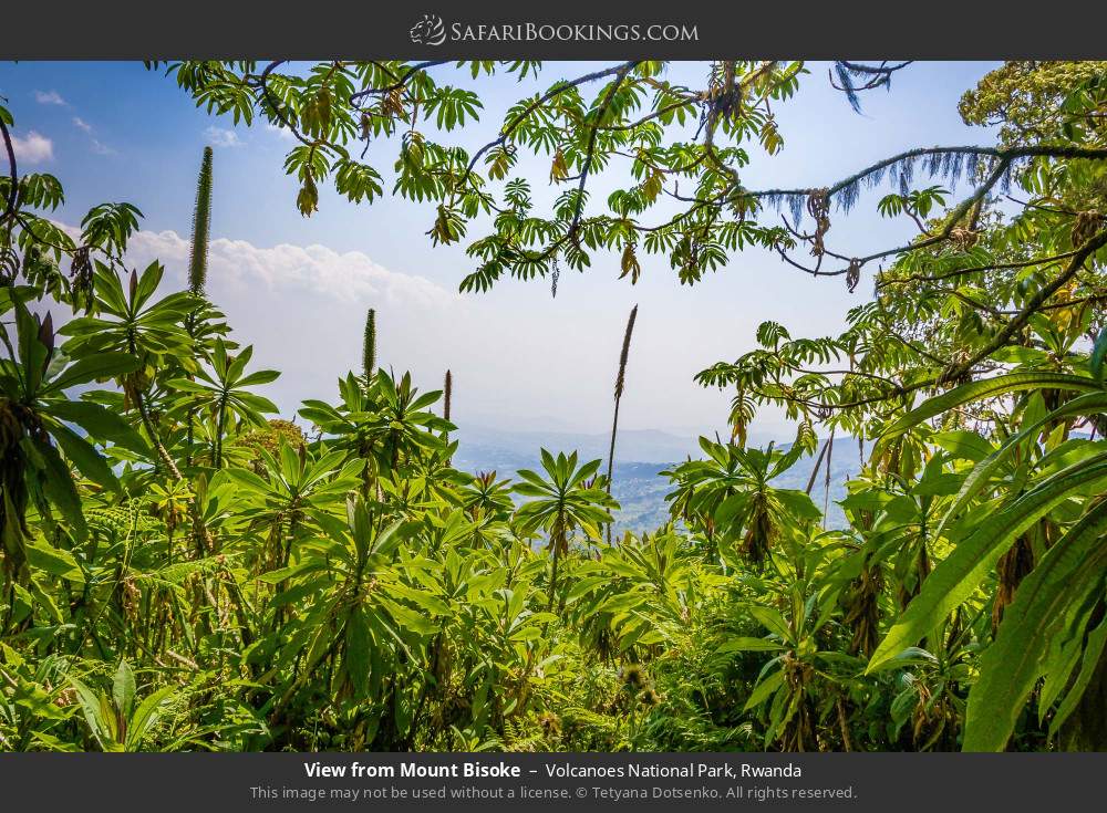 View from Mt Bisoke in Volcanoes National Park, Rwanda