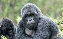 Silverback mountain gorilla
