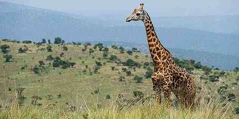 6-Day Rwanda Akagera Safari and Cultural Experiences