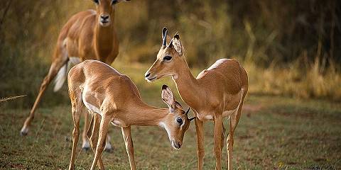 1-Day Akagera Park Tour