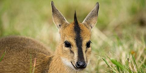 2-Day Akagera Rwanda Wildilfe Safari& Sunset Boat Cruise