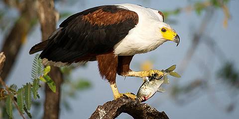 1-Day Akagera National Park Wildlife Tour