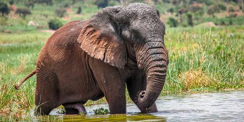 3-Day Akagera Game Drive Safari