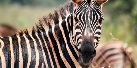 Akagera National Park Tour