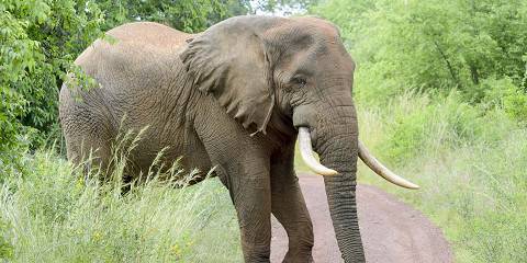 2-Day Safari and Boat Cruise in Akagera National Park