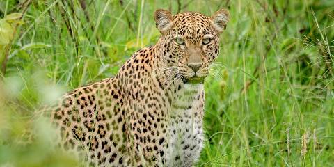 Big 5 of Akagera National Park Tour