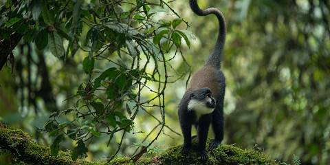3-Day Nyungwe & Akagera Rwanda Safari