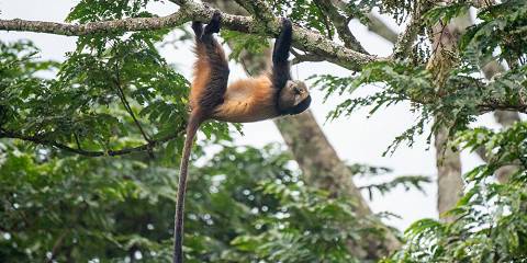 6-Day Rwanda Uganda Safari – Gorillas, Chimps, Wildlife