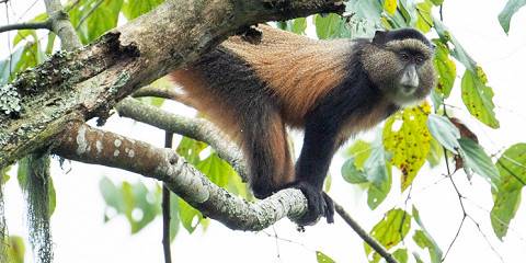 3-Day Rwanda Great Value Primate Adventure