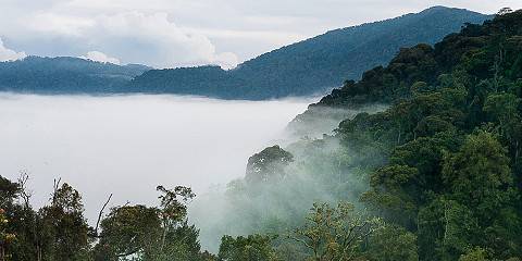 Nyungwe National Park & Lake Kivu Adventures