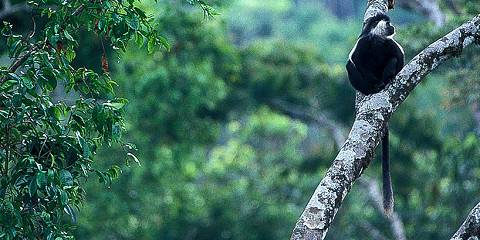 Nyungwe Park Safari with Chimpanzee Trekking
