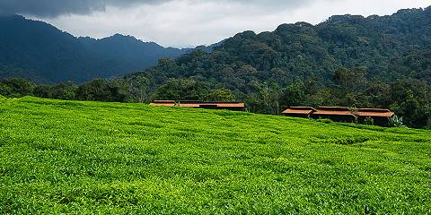 1-Day Nyungwe National Park Canopy Walk Adventure