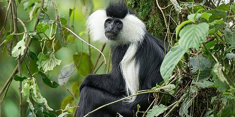 3-Day Nyungwe Forest Chimpanzee Trekking Experience