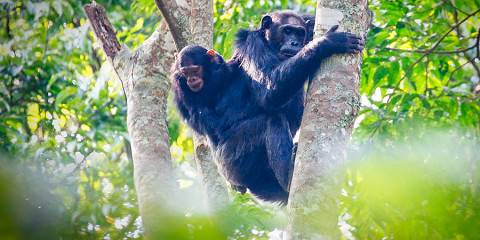 7-Day Nyungwe, Kivu and Volcanoes National Park