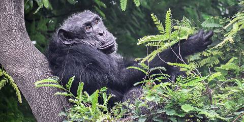 4-Day Discover Nyungwe National Park