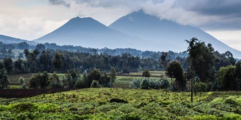1-Day Golden Monkey Trekking Tour