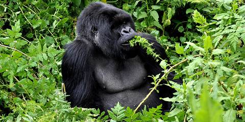 4-Day Tembera U Rwanda Gorilla Trip