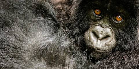 Rwanda Double Gorilla & Golden Monkey Safari