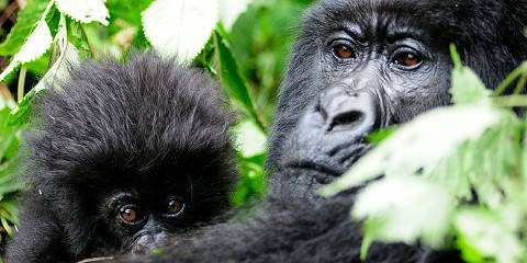 Mount Bisoke Hike and Gorilla Trek in Volcanoes NP