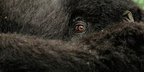 7-Day Rwanda Golden Monkey and Uganda Gorilla Trekking