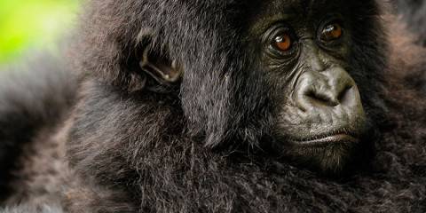 Bwindi Impenetrable National Park Tour Midradge