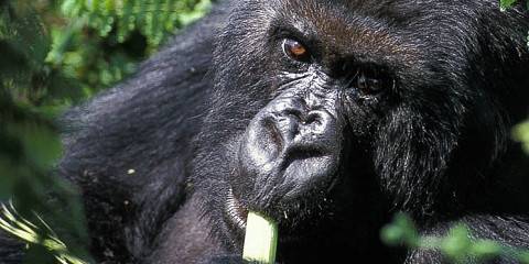 Volcanoes, Bwindi, Queen, Kibale Midrange Tour