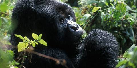 Gorilla Tracking in Bwindi Impenetrable National P