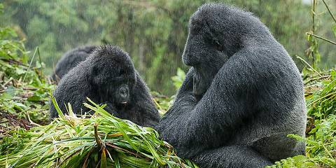 Rwanda Gorilla Trekking Safari (Volcanoes NP)