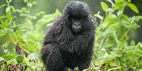 4-Day Majestic Mountain Gorillas of Rwanda Tour