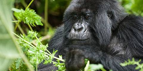 4-Day Akagera Game Drive and Chimpanzee Trek in Nyungwe