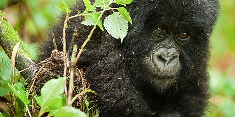 Rwanda- Cradle of Primates, Mountain Gorillas Home