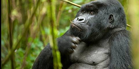 4-Day Gorilla Trekking & Lake Kivu Tour