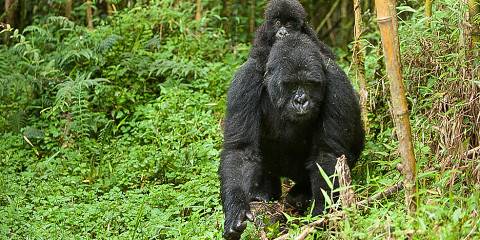 Rwanda Double Gorillas Visit & Golden Monkeys Trip