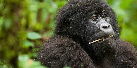 Heart of Africa Gorilla Encounter - Rwanda Safari,