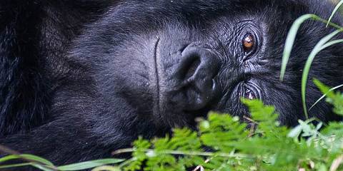 3-Day Kigali City Tour and Mountain Gorilla Experience