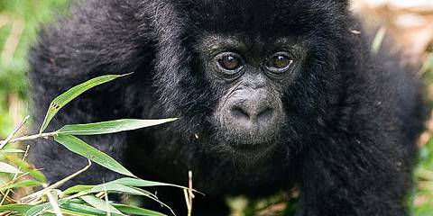 Bwindi Gorillas and Mafia Island Safari Tour