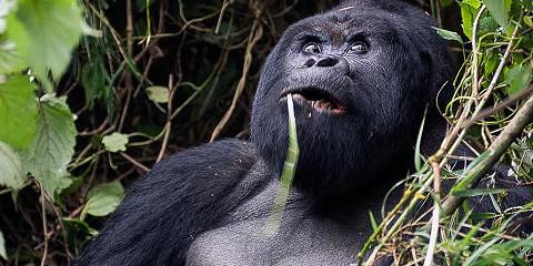 Bwindi Impenetrable NP, L Bunyonyi & Volcanoes NP