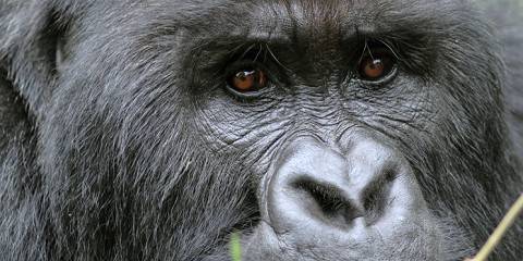 3-Day Gorilla Trekking and Akagera Safari-Boat Cruise
