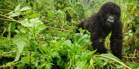 Rwanda City Tour & Mountain Gorilla Experience