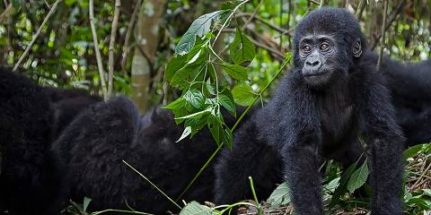 Rwanda and Uganda Safari Experience Tour Package