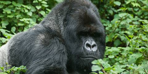 5-Day Rwanda Mountain Gorilla & Beach Trip