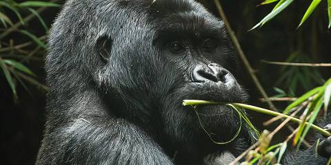 8-Day Rwanda Primates, Wildlife & Cultural Safari