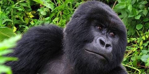 2-Day Gorilla Trekking Tour in Volcanoes NP