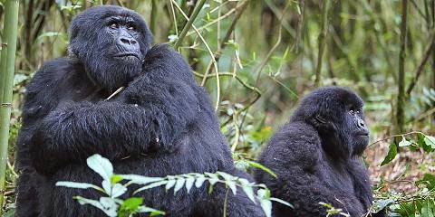 4-Day Luxury Bisate Lodge - Mountain Gorilla Tour