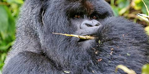 3-Day Rwanda Gorilla Trekking and Gorilla Guardians Tour