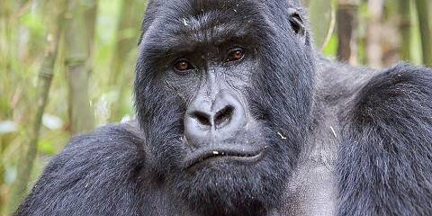 10-Day Rwanda Luxury Primates Safari
