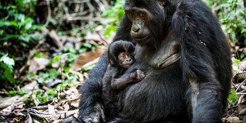 Rwanda Primate & Wildlife Safari Journey Wild