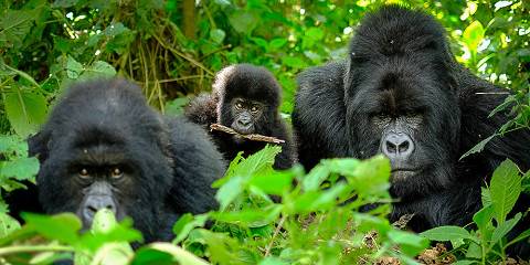 Rwanda Gorilla & Akagera Wildlife Safari